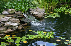 Pond