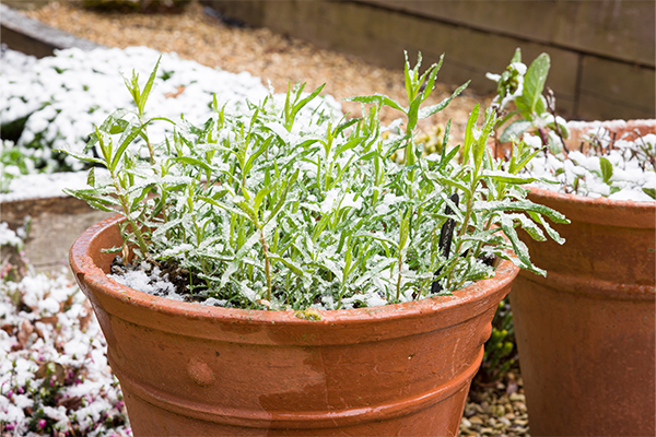 Winter plants 