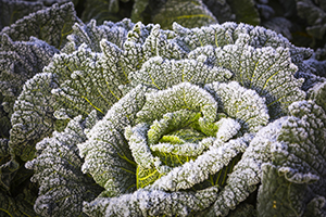 frosty crop