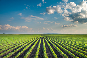 Rows of crops in a field