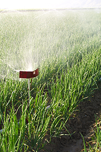 Farm Irrigation Sprayer