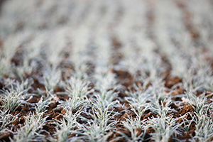 Crops in the frost