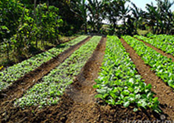 garden drip irrigation system