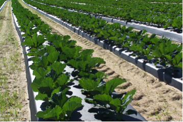 agriculture irrigation