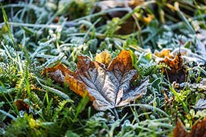 winter-lawn-care