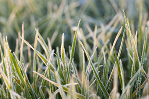 grass