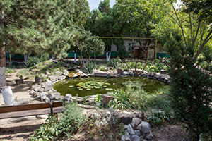 pond