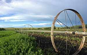 Agricultural Irrigation