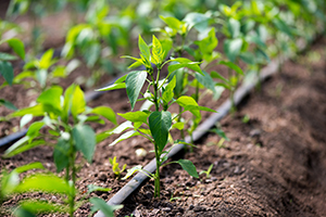 drip irrigation