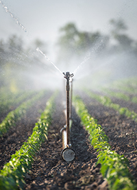 sprinkler system