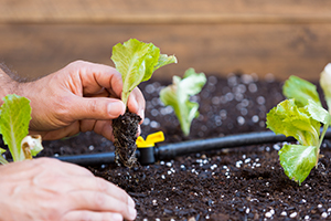 adding-to-drip-irrigation-system