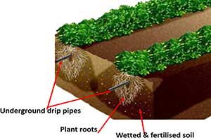 Drip-Irrigation