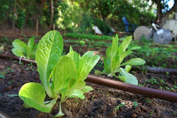 Take the Mystery Out of DIY Irrigation with These 2 Tips from the Experts
