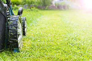 lawn