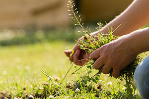 weeds