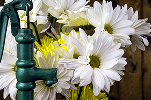 Old Fashioned water pump and flowers