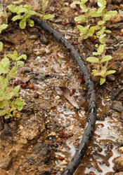 drip irrigation system