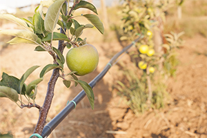 Crop Irrigation
