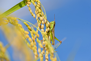 Nuisance Insects
