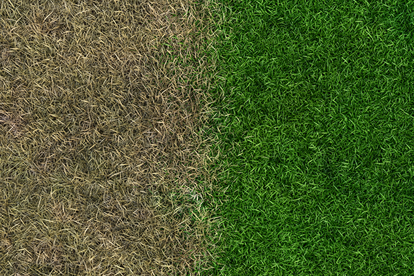 lawn transitioning from winter to spring
