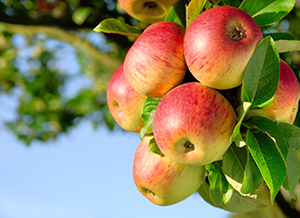 Fruit Drip Irrigation