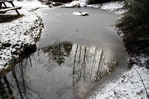 Backyard Pond in Winter