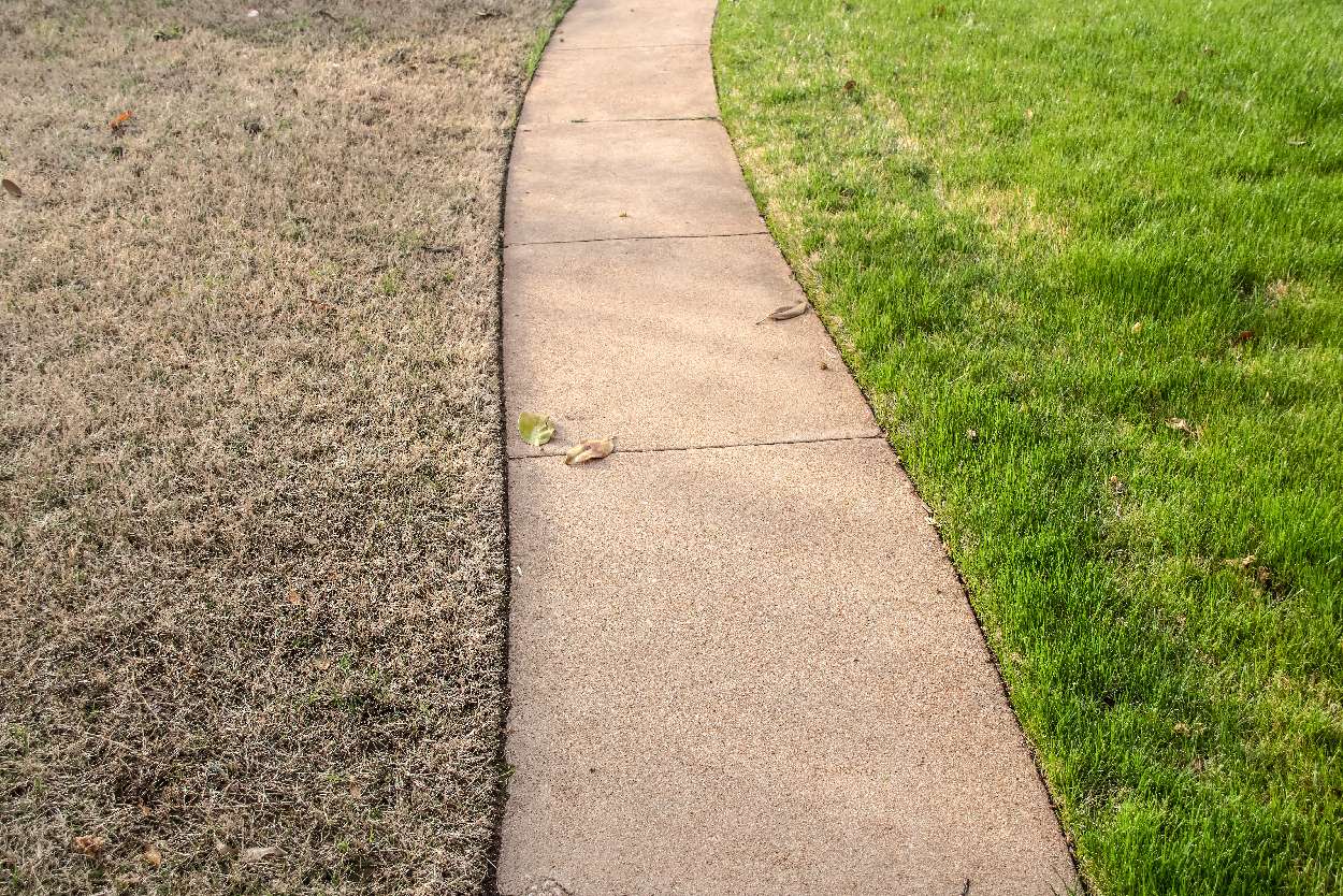 best grass for winter
