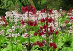 best drip irrigation choice