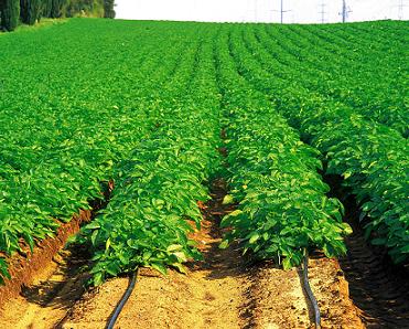 The Most Common Problems with Farm Irrigation Systems