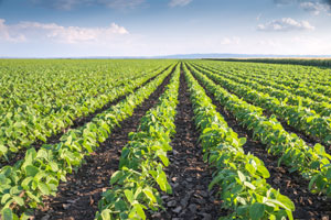 Agricultural Irrigation