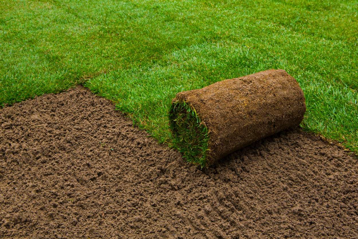 irrigation