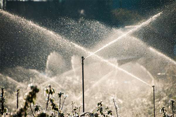 irrigate before cold snap