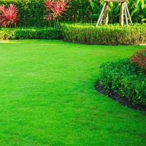 lawn that's the envy of the neighborhood