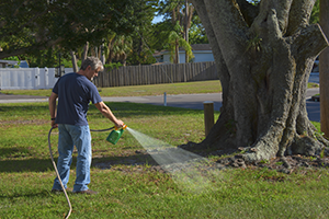 A man spraying week killer on a lawn, near a large tree.