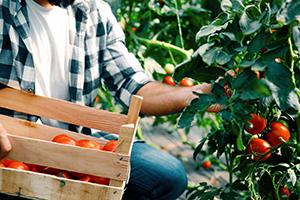 healthy-crops-this-spring