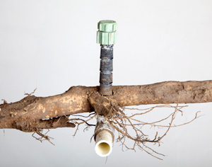 irrigation piping system and root