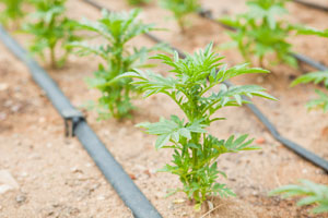Plants with Irrigation System