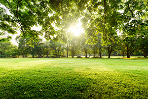 Green Grass