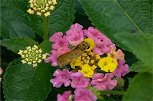 control-insects-on-shrubs