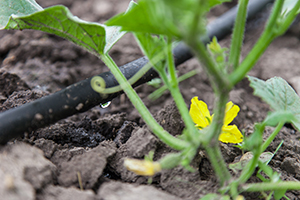 irrigation-farm-expansion