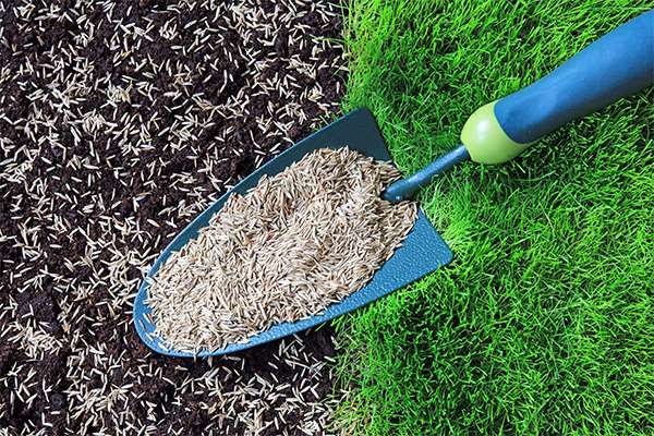 seeding or sod